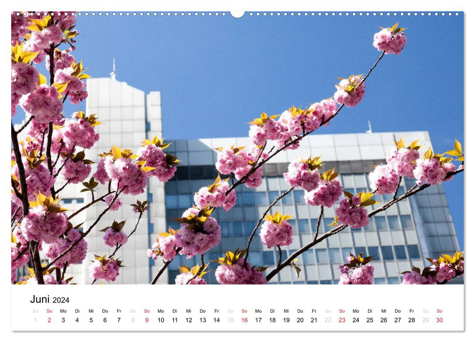 Bonn - Kirschblütenfest in der Altstadt (CALVENDO Premium Wandkalender 2024)