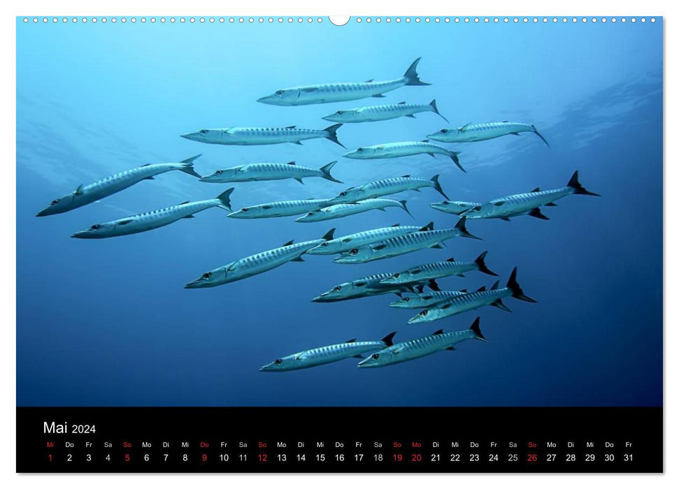 Fischschwärme (CALVENDO Premium Wandkalender 2024)
