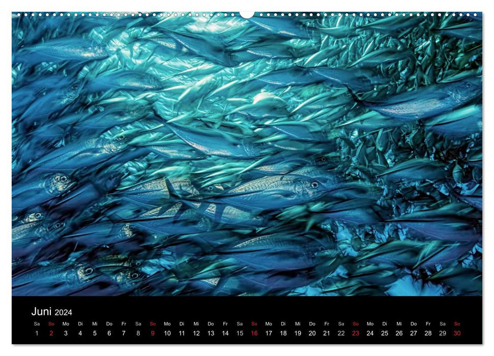Schools of fish (CALVENDO Premium Wall Calendar 2024) 