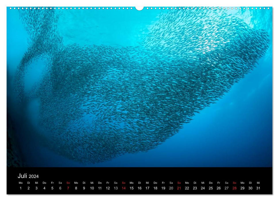 Fischschwärme (CALVENDO Premium Wandkalender 2024)