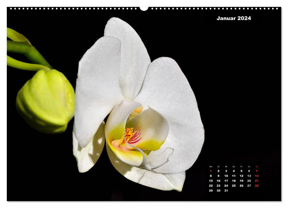 Der Natur auf der Spur - Makro-Fotografien der besonderen Art (CALVENDO Premium Wandkalender 2024)