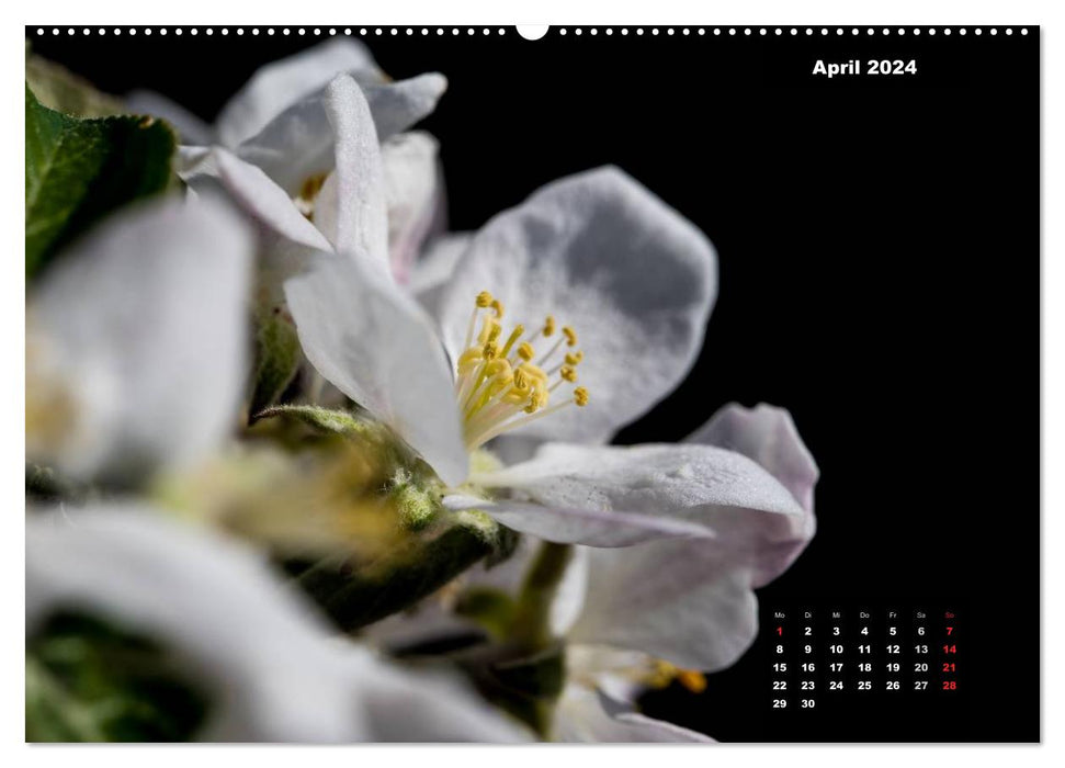 On the trail of nature - macro photography of a special kind (CALVENDO Premium Wall Calendar 2024) 