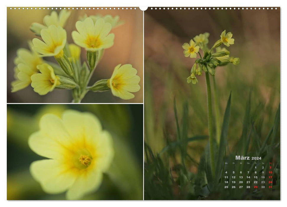 Flower Journey 2024 (CALVENDO Premium Wall Calendar 2024) 