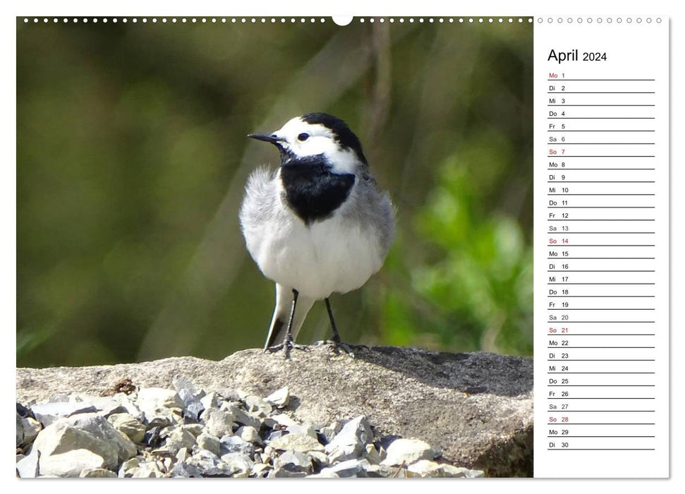 The early bird ... reminds you (CALVENDO Premium Wall Calendar 2024) 