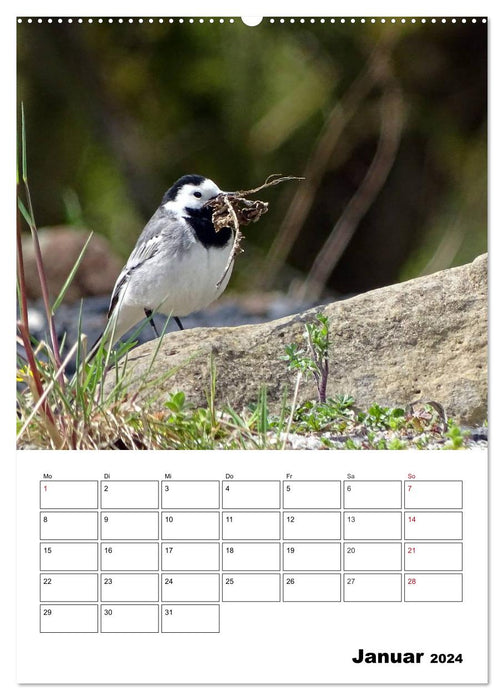 Blackbird, thrush, finch and starling - observed (CALVENDO Premium Wall Calendar 2024) 