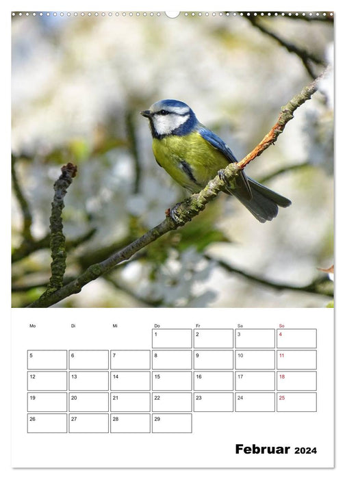 Blackbird, thrush, finch and starling - observed (CALVENDO Premium Wall Calendar 2024) 