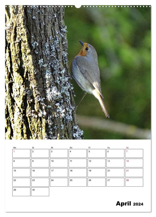 Blackbird, thrush, finch and starling - observed (CALVENDO Premium Wall Calendar 2024) 