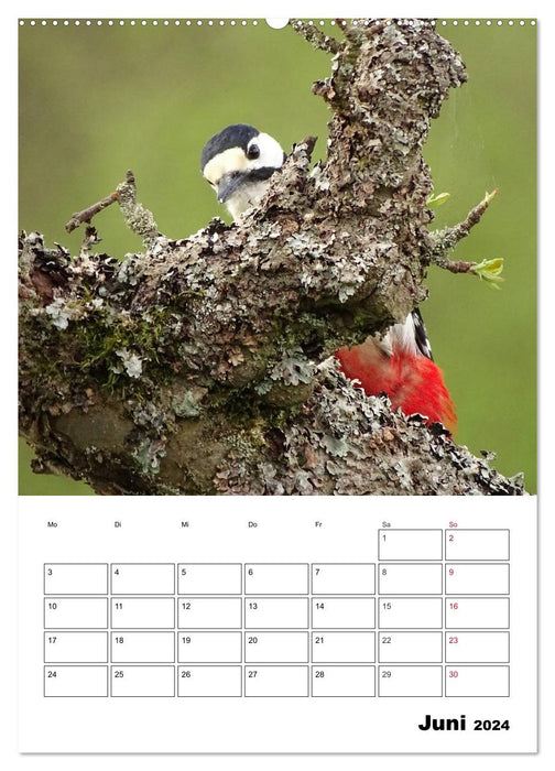 Blackbird, thrush, finch and starling - observed (CALVENDO Premium Wall Calendar 2024) 