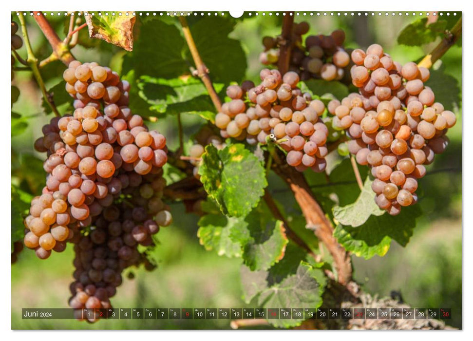 Weinlagen in Franken (CALVENDO Wandkalender 2024)