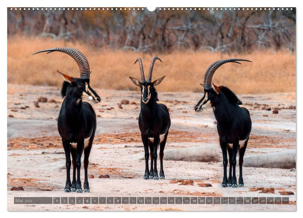 Botswana – Landschaft und Tierwelt (CALVENDO Wandkalender 2024)