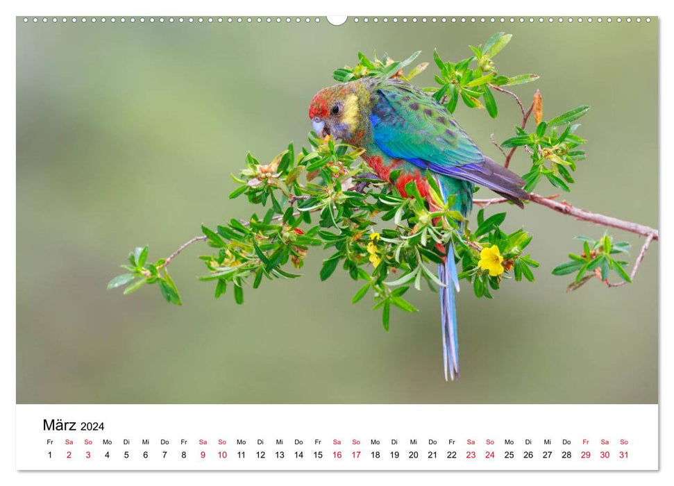 Australische Papageien (CALVENDO Premium Wandkalender 2024)