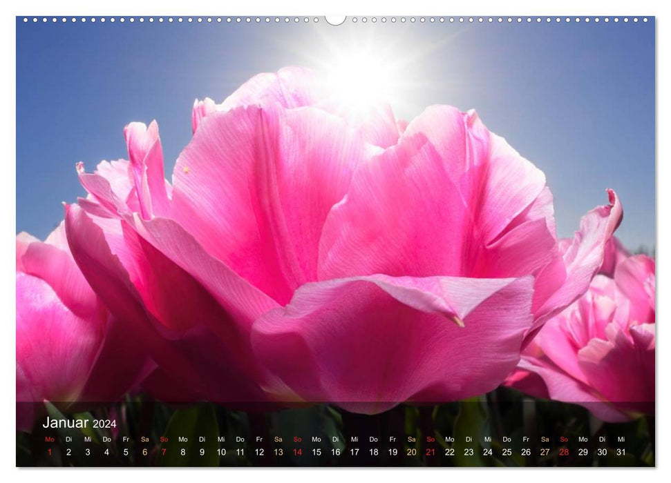 Tulips from Holland (CALVENDO wall calendar 2024) 