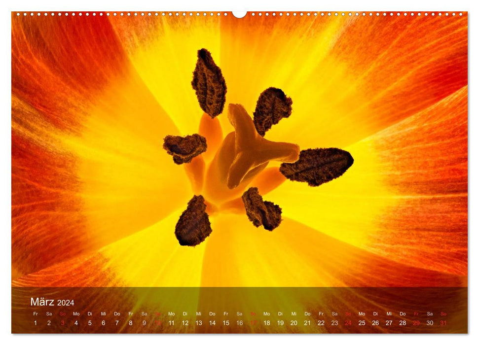 Tulpen aus Holland (CALVENDO Wandkalender 2024)
