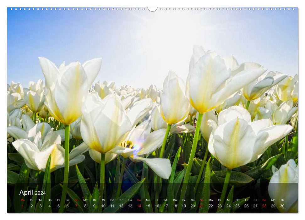 Tulpen aus Holland (CALVENDO Wandkalender 2024)