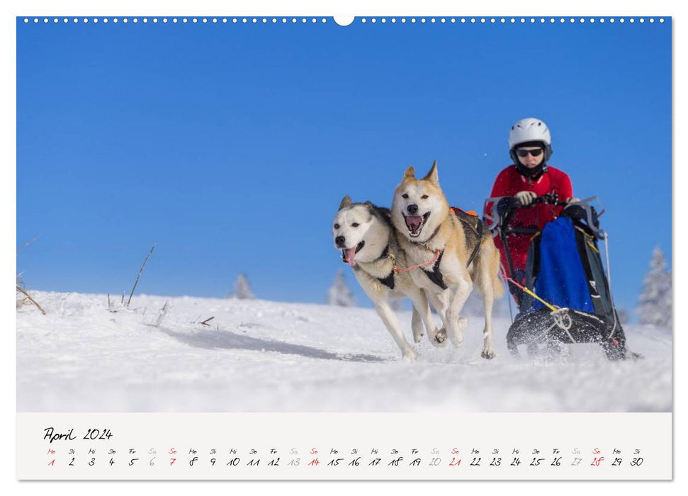 Sport de chiens de traîneau (Calendrier mural CALVENDO Premium 2024) 