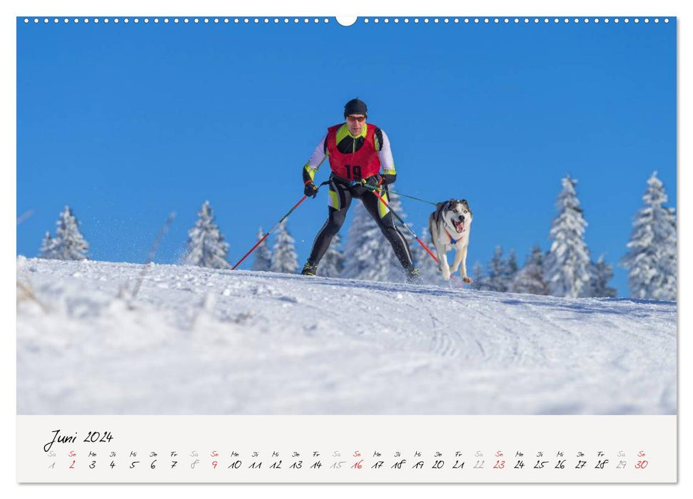 Schlittenhundesport (CALVENDO Premium Wandkalender 2024)