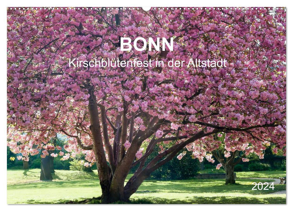 Bonn - Cherry Blossom Festival in the Old Town (CALVENDO Wall Calendar 2024) 