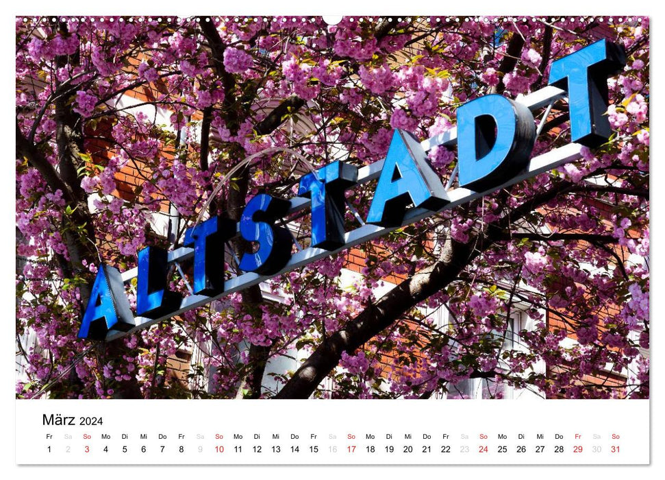 Bonn - Cherry Blossom Festival in the Old Town (CALVENDO Wall Calendar 2024) 