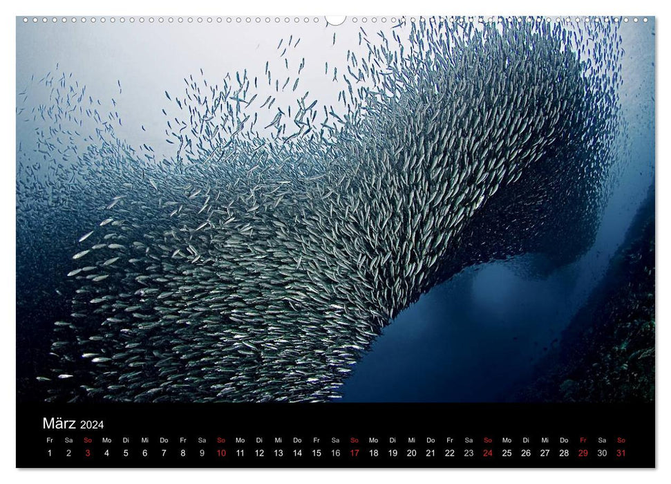 Schools of fish (CALVENDO wall calendar 2024) 