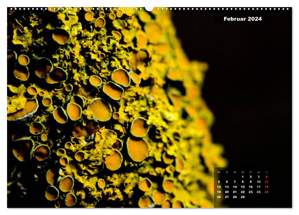 Der Natur auf der Spur - Makro-Fotografien der besonderen Art (CALVENDO Wandkalender 2024)