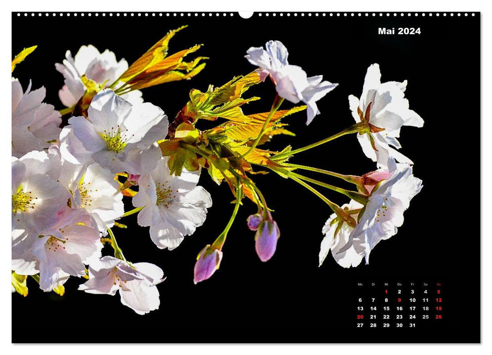 On the trail of nature - macro photography of a special kind (CALVENDO wall calendar 2024) 