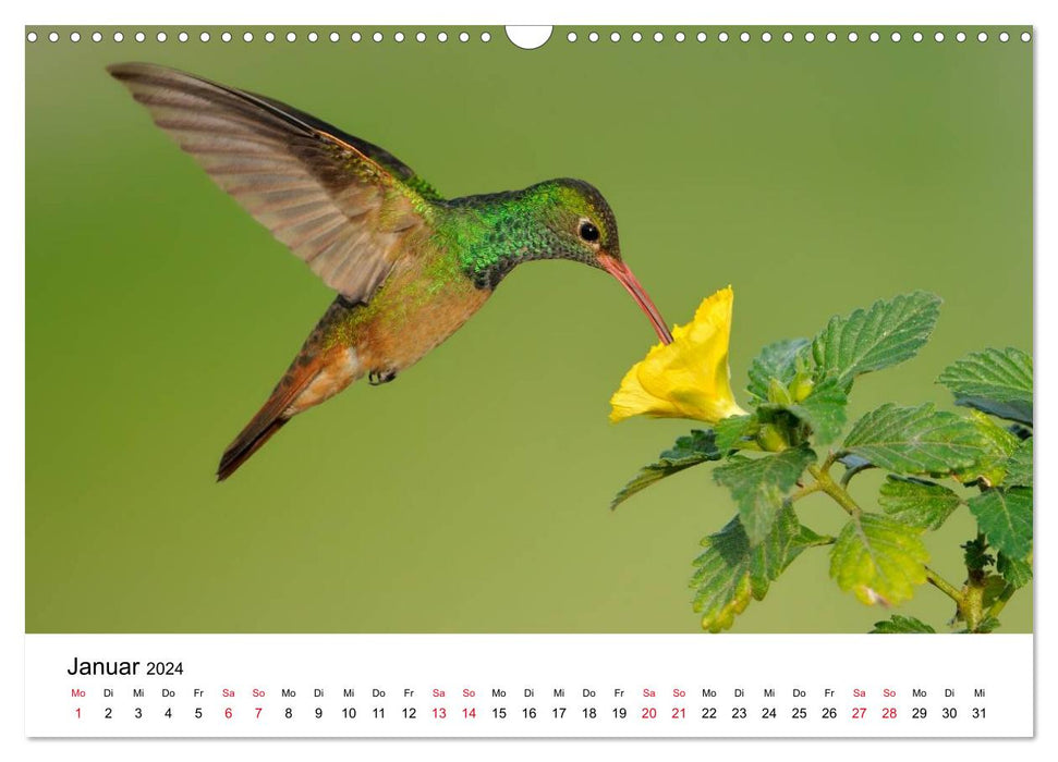 Hummingbirds - Jewels of the Air (CALVENDO Wall Calendar 2024) 