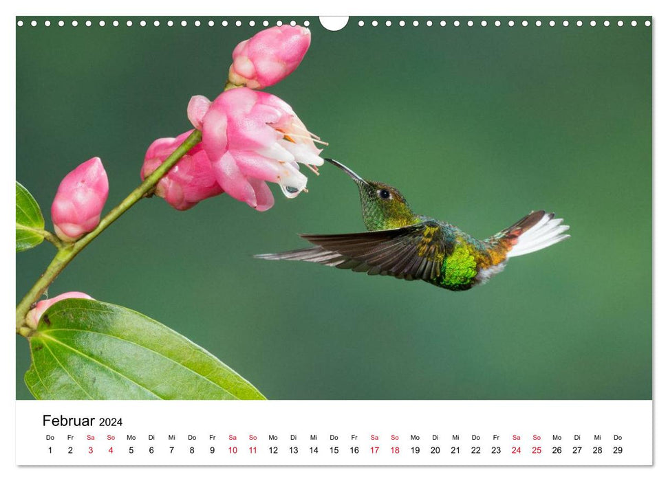 Hummingbirds - Jewels of the Air (CALVENDO Wall Calendar 2024) 