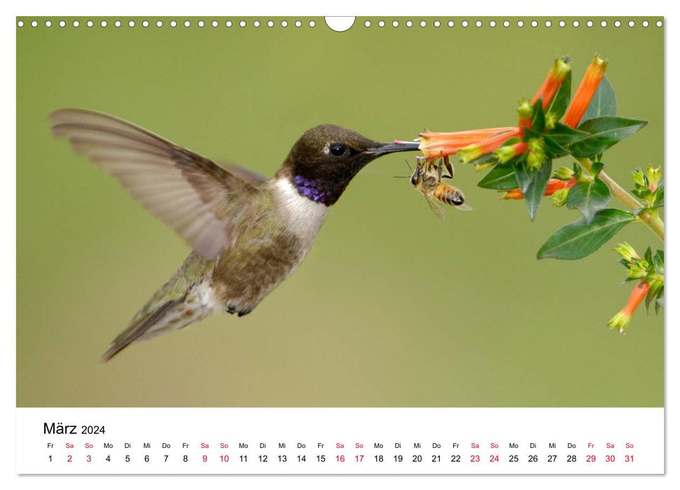 Hummingbirds - Jewels of the Air (CALVENDO Wall Calendar 2024) 