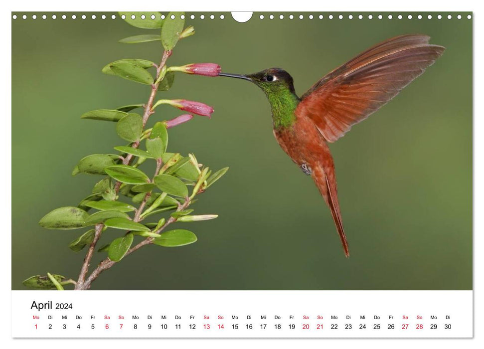 Hummingbirds - Jewels of the Air (CALVENDO Wall Calendar 2024) 