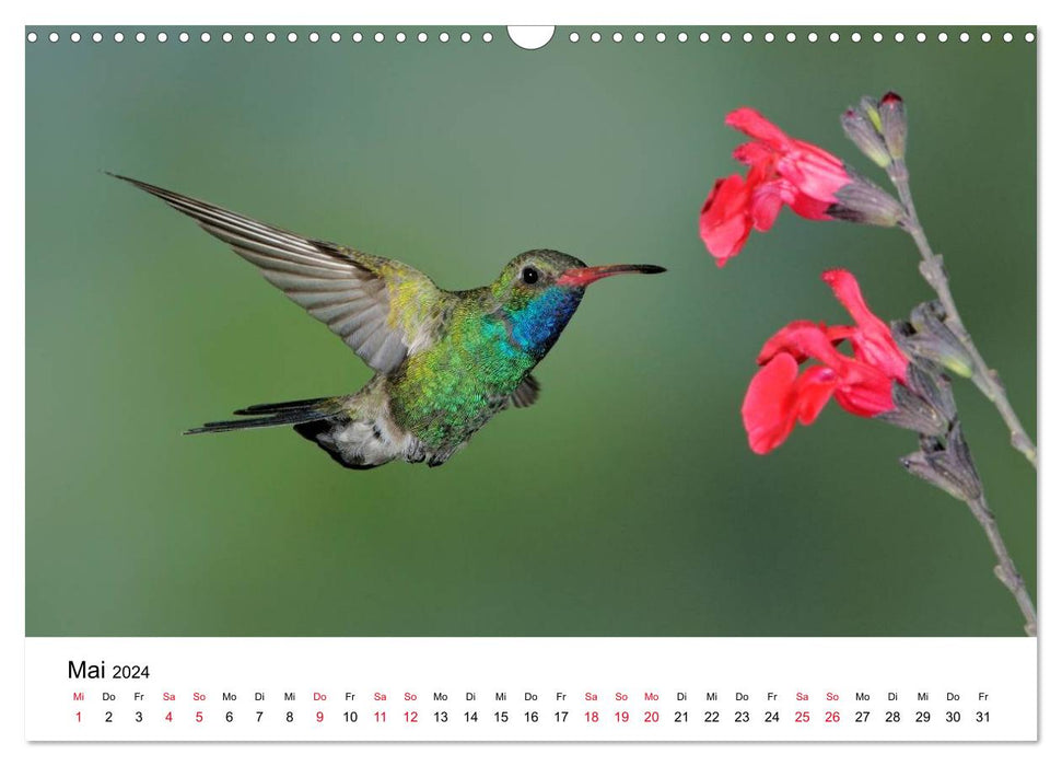 Hummingbirds - Jewels of the Air (CALVENDO Wall Calendar 2024) 