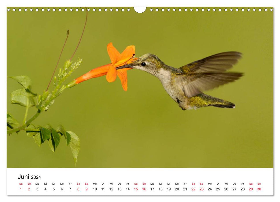 Hummingbirds - Jewels of the Air (CALVENDO Wall Calendar 2024) 