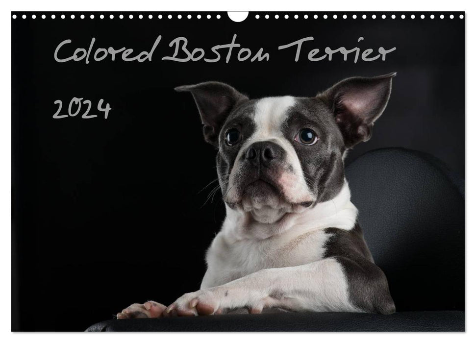 Colored Boston Terrier 2024 (CALVENDO Wall Calendar 2024) 