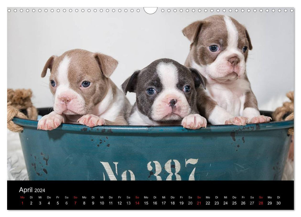 Colored Boston Terrier 2024 (CALVENDO Wandkalender 2024)