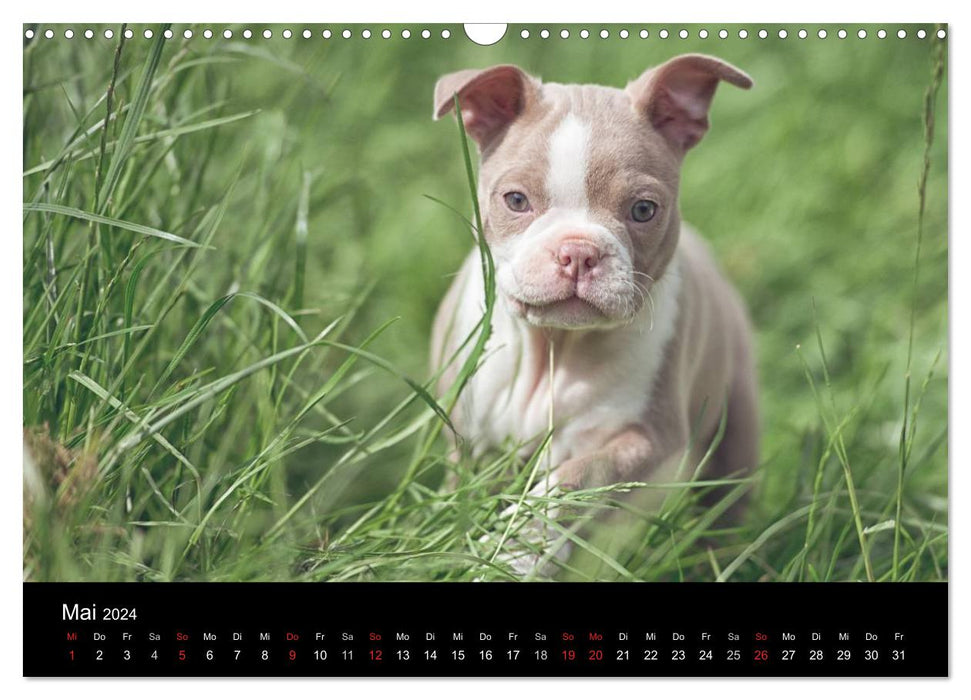 Colored Boston Terrier 2024 (CALVENDO Wall Calendar 2024) 