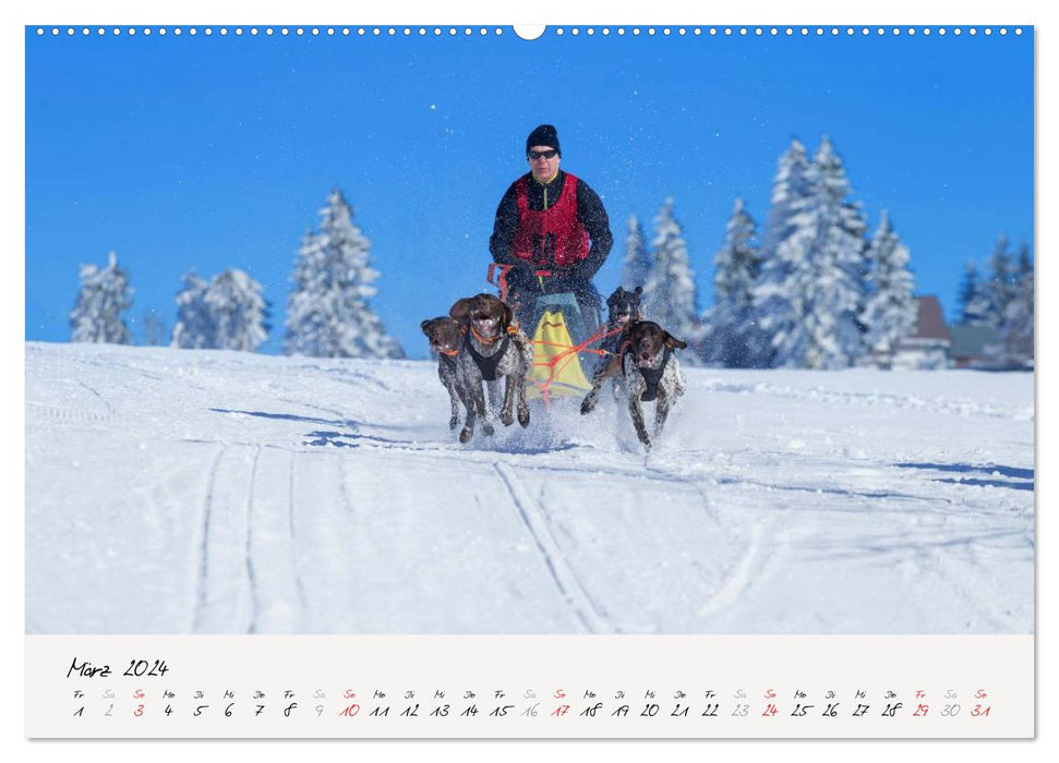 Schlittenhundesport (CALVENDO Wandkalender 2024)