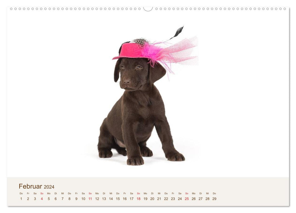 Labrador - Welpen (CALVENDO Premium Wandkalender 2024)