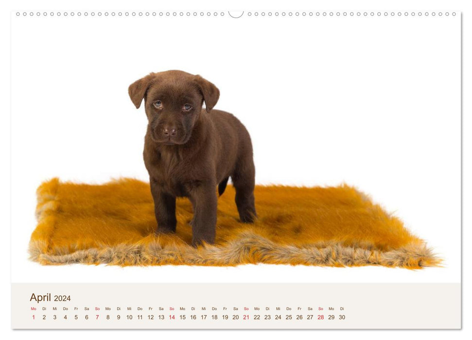 Labrador - Welpen (CALVENDO Premium Wandkalender 2024)