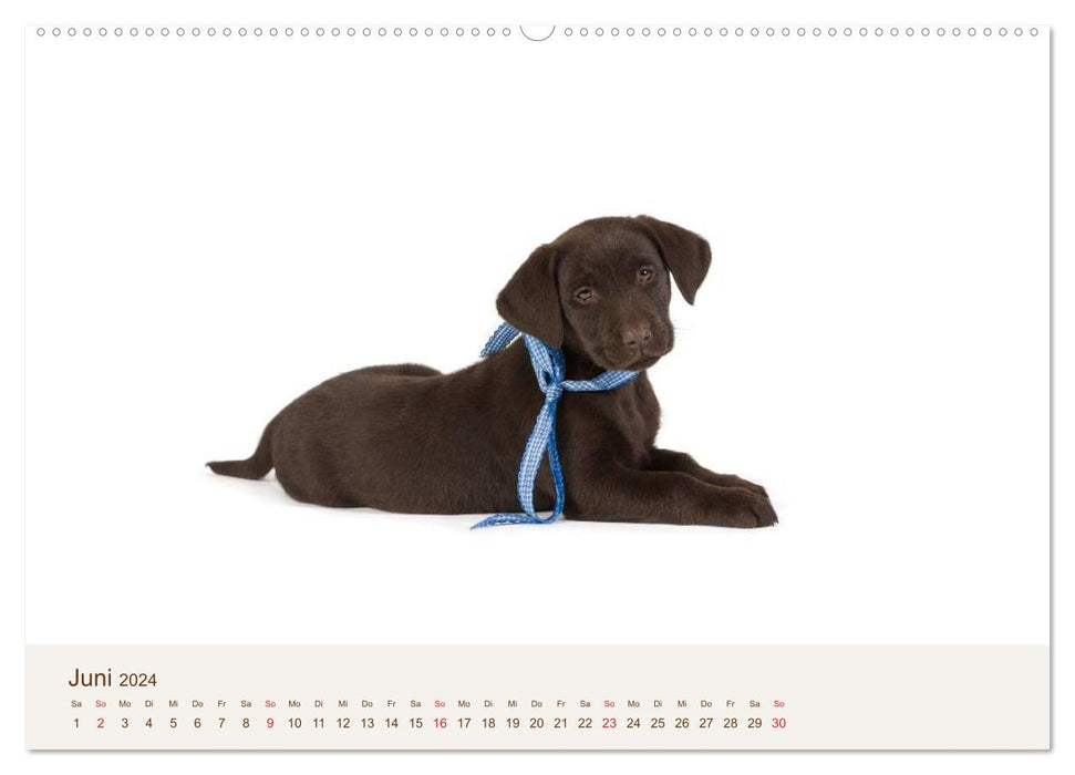 Labrador - Welpen (CALVENDO Premium Wandkalender 2024)