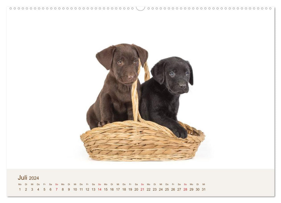 Labrador - Puppies (CALVENDO Premium Wall Calendar 2024) 