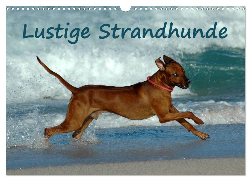 Lustige Strandhunde (CALVENDO Wandkalender 2024)