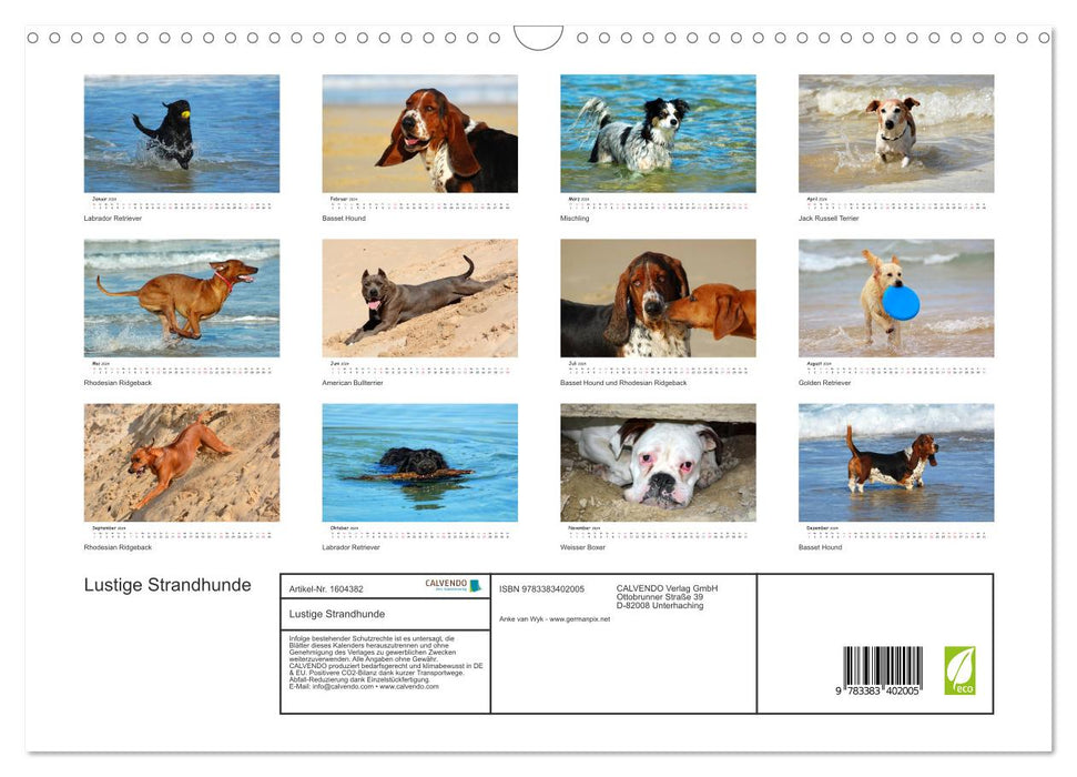 Lustige Strandhunde (CALVENDO Wandkalender 2024)