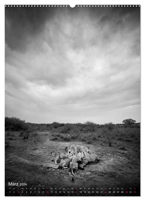 FineArt in Black and White: Löwenmagie (CALVENDO Premium Wandkalender 2024)