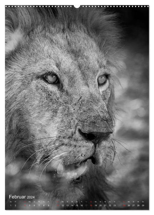 FineArt in Black and White: Der König der Löwen (CALVENDO Premium Wandkalender 2024)