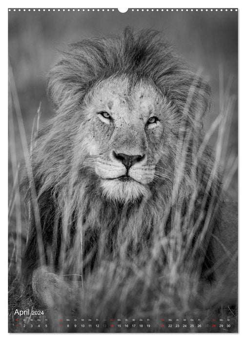 FineArt in Black and White: Der König der Löwen (CALVENDO Premium Wandkalender 2024)