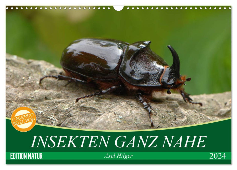 INSEKTEN GANZ NAHE (CALVENDO Wandkalender 2024)