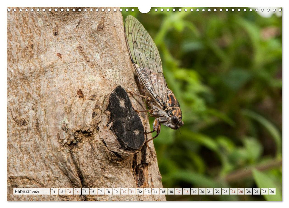 INSEKTEN GANZ NAHE (CALVENDO Wandkalender 2024)