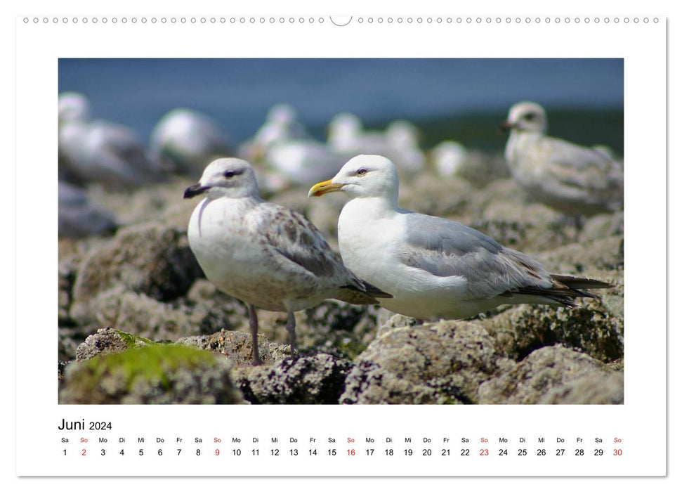 Sylt - Tage am Meer (CALVENDO Wandkalender 2024)
