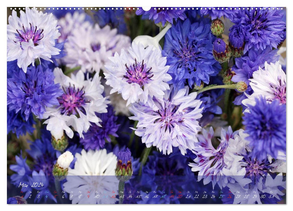 Blüten dicht an dicht (CALVENDO Premium Wandkalender 2024)
