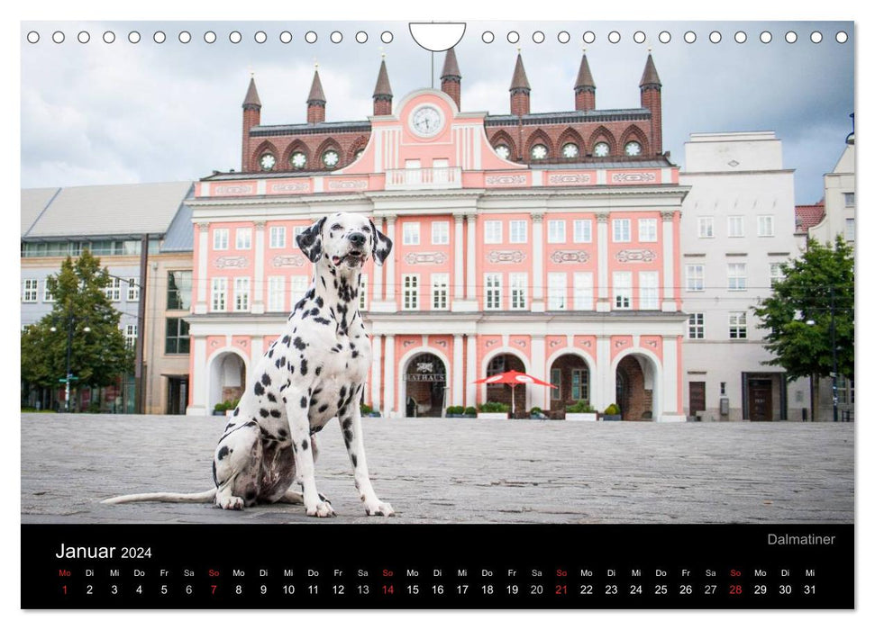 Rostock Citydogs - Der Stadthundekalender (CALVENDO Wandkalender 2024)