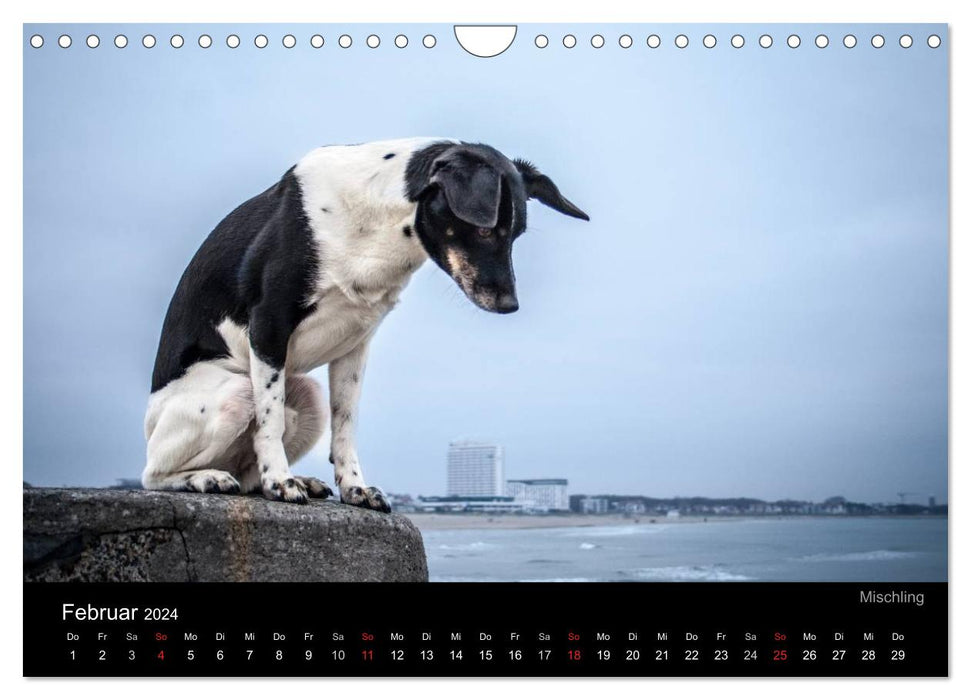 Rostock Citydogs - Der Stadthundekalender (CALVENDO Wandkalender 2024)